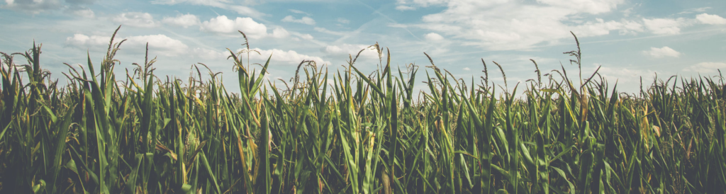 Corn Field